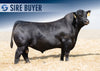 Angus Sires