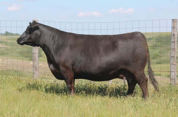 PEAK DOT GOODTRACK 76M