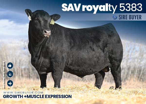 SAV ROYALTY 5383