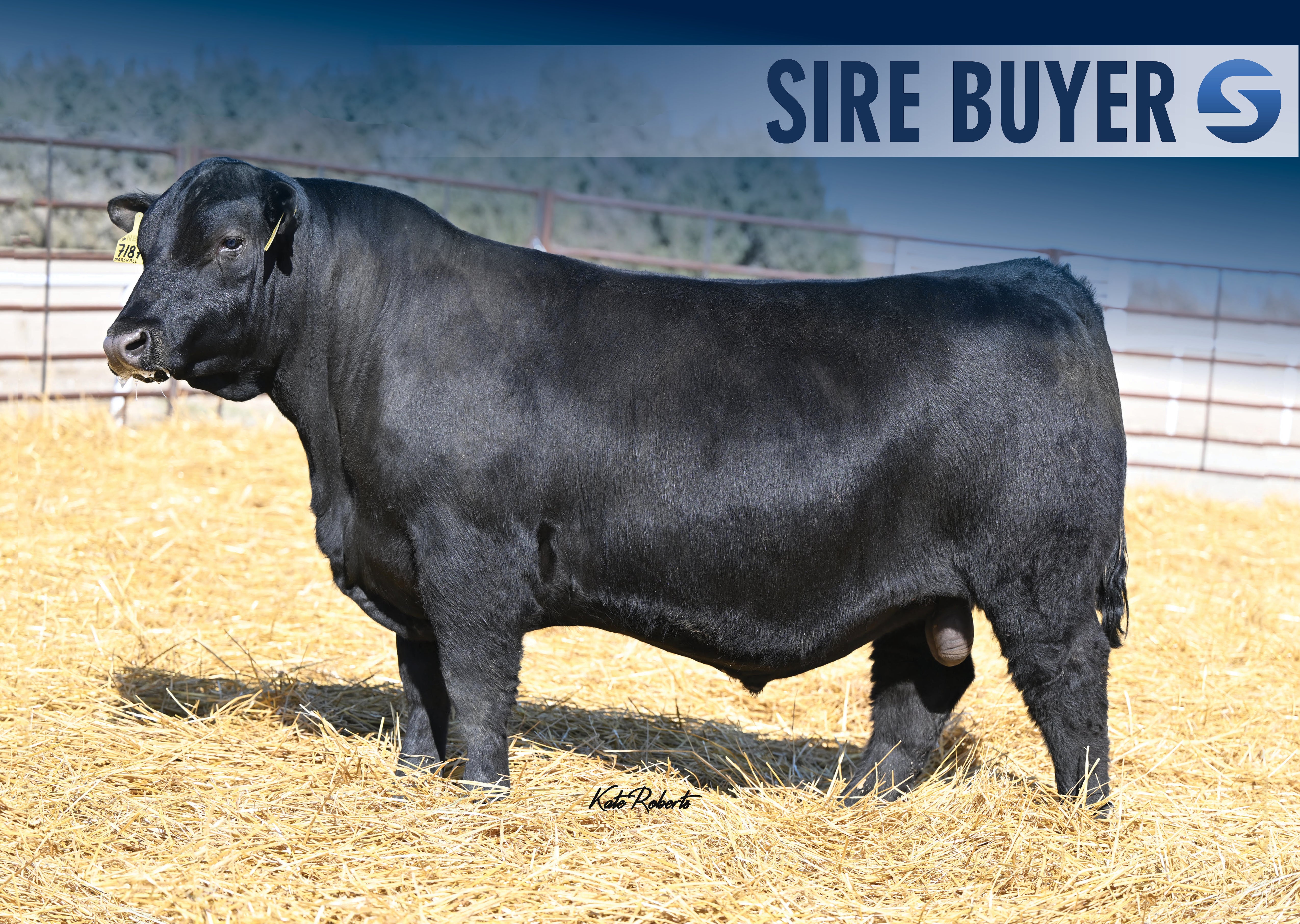 JANSSEN UPPER DECK 2081