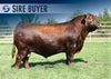 Red Angus Sires