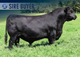SAV MATERNAL GOLD 4081
