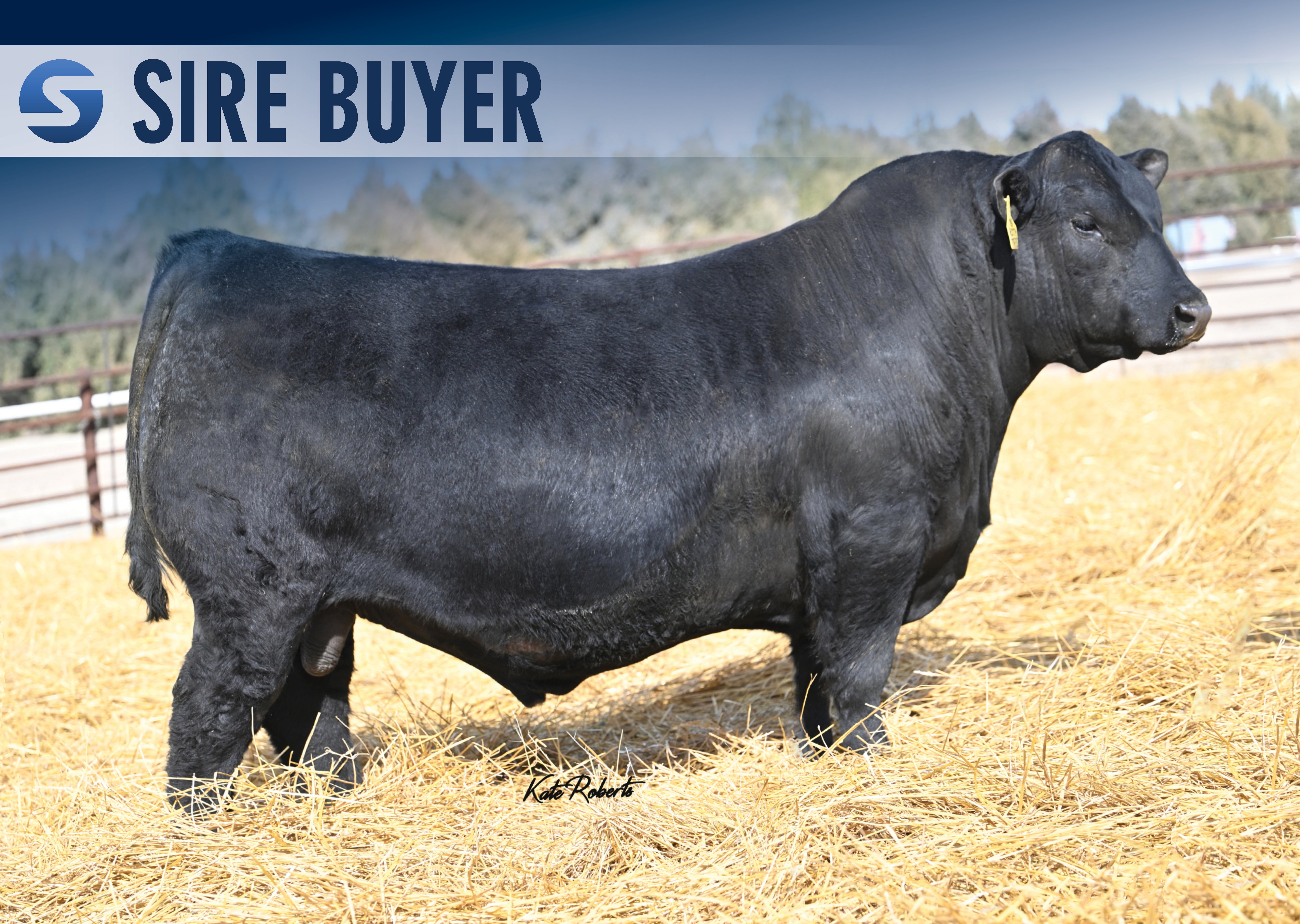 Penz 0229 PENZ PIPELINE 2587 | Sire Buyer Sires