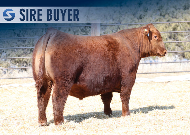PIE CENTERFIRE 2064 | Sire Buyer Sires