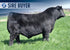 SAV BRAND LEADER 5380