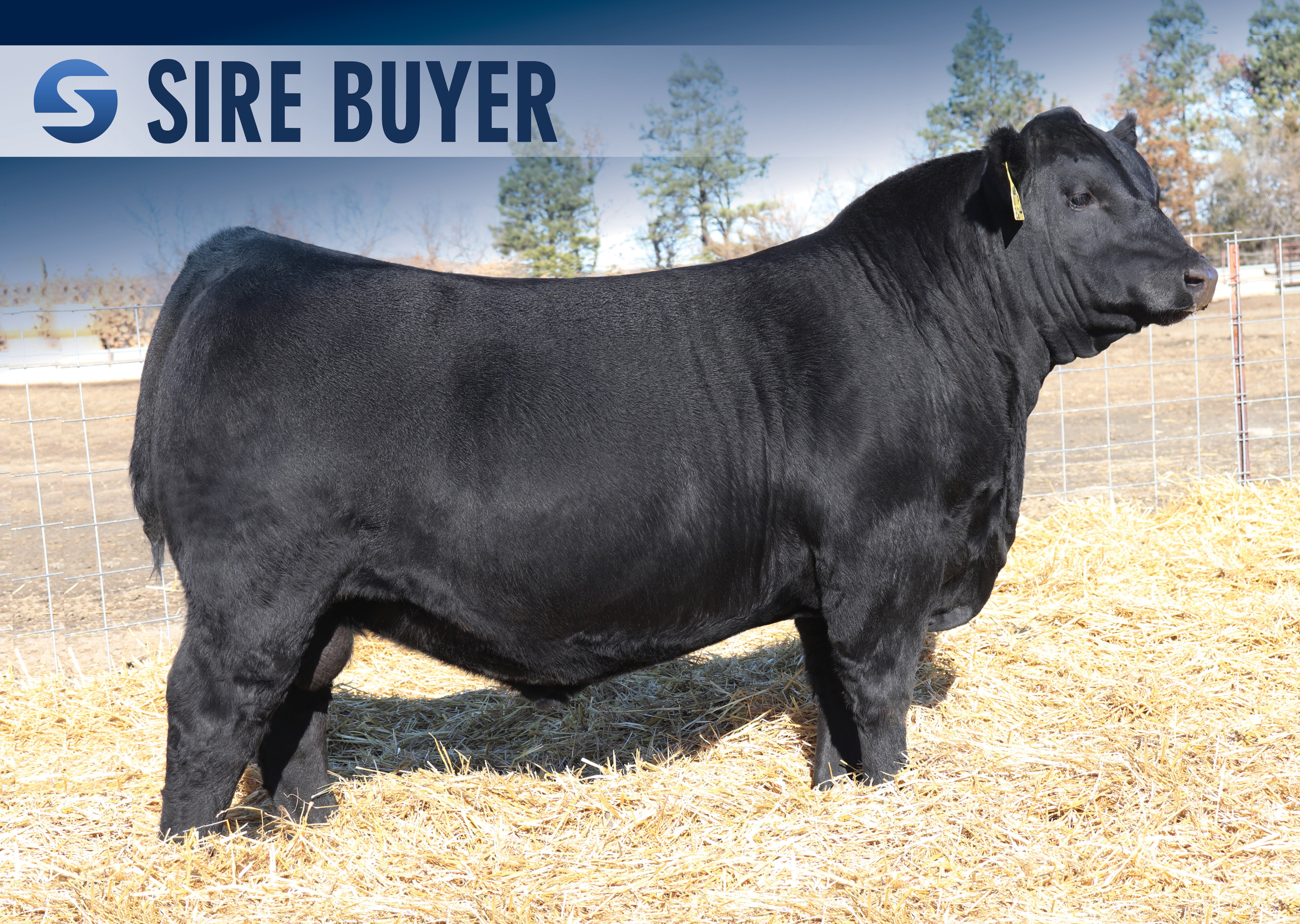 SAV REVELATION 4125 | Sire Buyer Sires