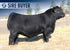 SAV REVELATION 4125