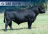 BARTELS BIG EASY 120
