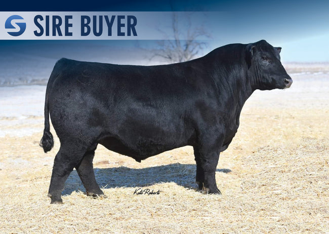 Budi Basa the bull Samson Salers　座高28センチ sitzresilient10208-
